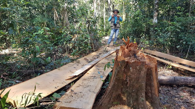 Dấu vết cây rừng nguyên sinh mới bị cưa hạ ẢNH: LÂM VIÊN