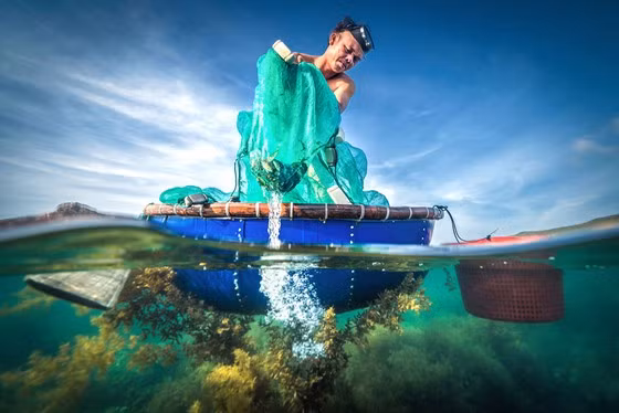 Nghề nuôi mực lá mùa rong biển thuộc bộ ảnh huy chương bạc thể loại Ảnh hiện thực. Ảnh: TRẦN BẢO HÒA