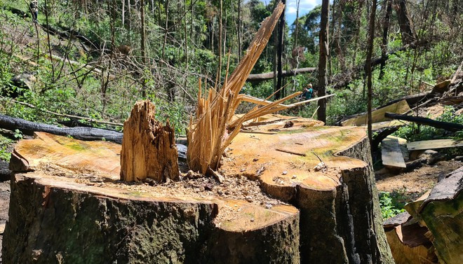 Cây bạch tùng này đường kính 2 người ôm không hết bị triệt hạ, khiến ngời chứng kiến quá bức xúc ẢNH: LÂM VIÊN