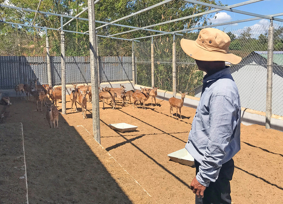 Mô hình nuôi hươu sao của một hộ dân trên địa bàn TP. Pleiku. Ảnh: Nguyễn Diệp Mô hình nuôi hươu sao của một hộ dân trên địa bàn TP. Pleiku. Ảnh: Nguyễn Diệp