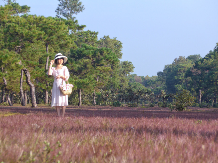 Gia Lai nhiều năm nay còn nổi tiếng bởi đồi cỏ hồng mênh mông hàng chục héc ta. Ảnh: Minh Châu