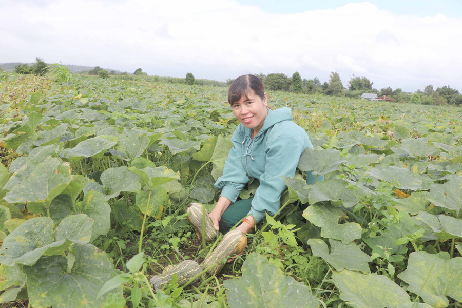 Chị Vũ Thị Của (thôn 10, xã Yang Trung, huyện Kông Chro) vay 10 triệu đồng từ nguồn Quỹ HTND xã để đầu tư trồng bí, mang lại thu nhập cao. Ảnh: Ngọc Minh