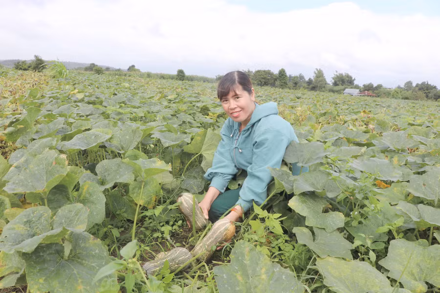 Chị Vũ Thị Của (thôn 10, xã Yang Trung, huyện Kông Chro) vay 10 triệu đồng từ nguồn Quỹ HTND xã để đầu tư trồng bí, mang lại thu nhập cao. Ảnh: Ngọc Minh