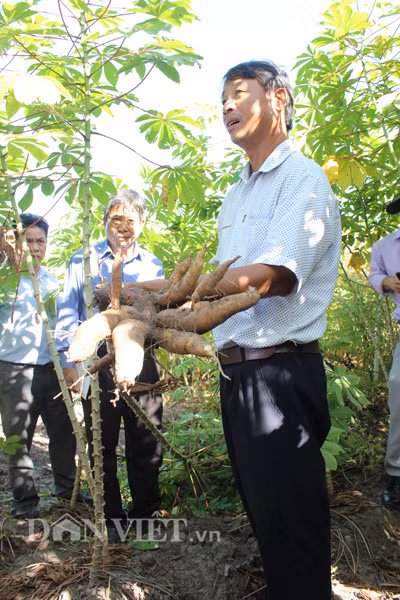 Giống HN5 có tính kháng bệnh cao hơn các giống đối chứng