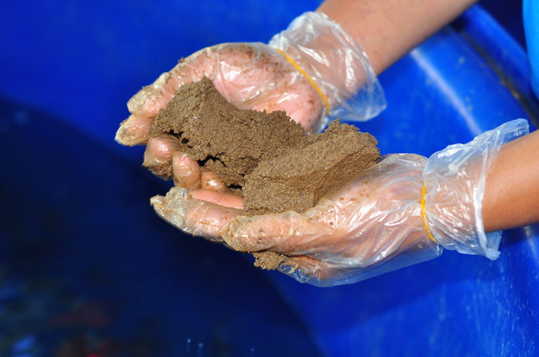 Thức ăn cho loại cá trên là cám viên sản xuất dành riêng cho cá tầm được mua về hoặc thức ăn người nuôi tự sản xuất nhưng phải dựa theo nhu cầu dinh dưỡng, sở thích của cá