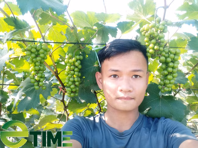 Chàng trai trẻ 23 tuổi Hoàng Văn Cương bên vườn nho của mình.