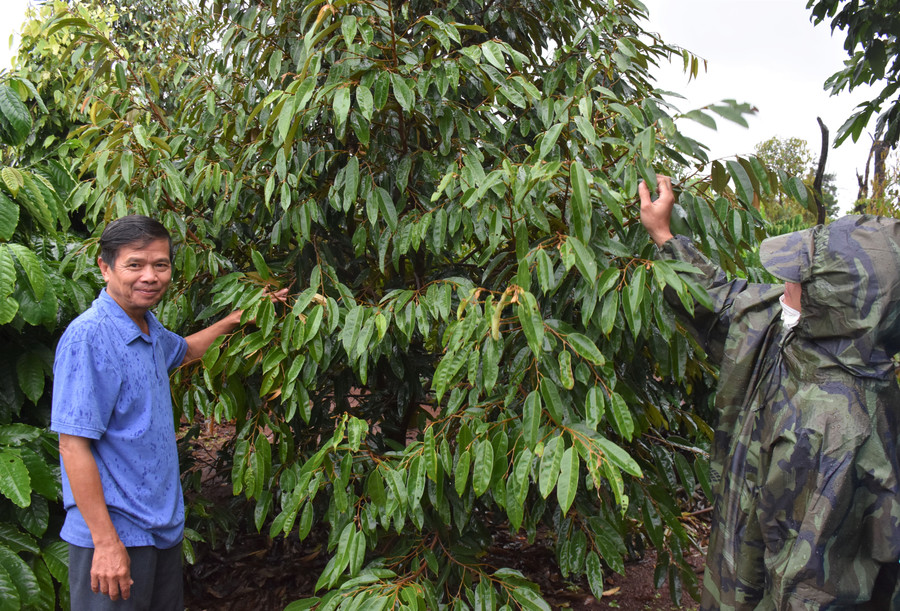 Ông Trần Duy Kham (bìa trái)-Chủ nhiệm Nông hội trồng cây ăn quả xã Ia Blang tham quan vườn sầu riêng của hội viên. Ảnh: Trần Dung Ông Trần Duy Kham-Chủ nhiệm “Nông hội trồng cây ăn quả” của xã IaBlang-vui vẻ dẫn chúng tôi đi thăm vườn sầu riêng của hội viên nông hội. Ảnh: Trần Dung