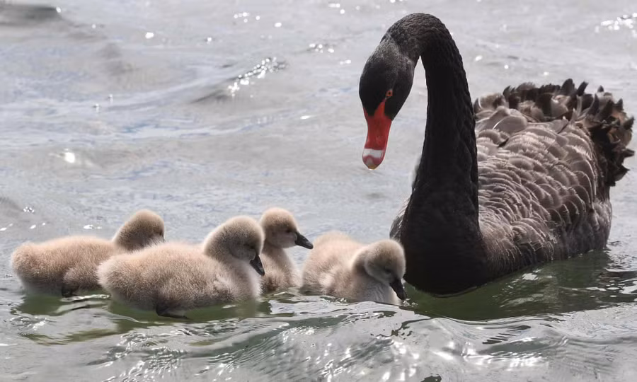 Một chú thiên nga đen đang ngắm nhìn những đứa con của mình bơi lội. Ảnh chụp tại hồ Albert Park ở Melbourne. Tác giả: William West