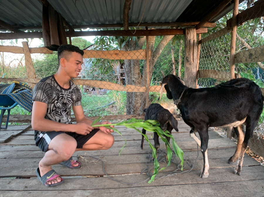 Em Ksor Gồ (lớp 12A2, Trường THPT Phan Chu Trinh) chăm sóc chú dê mua được từ tiền đi làm thuê. Ảnh.Vũ Chi