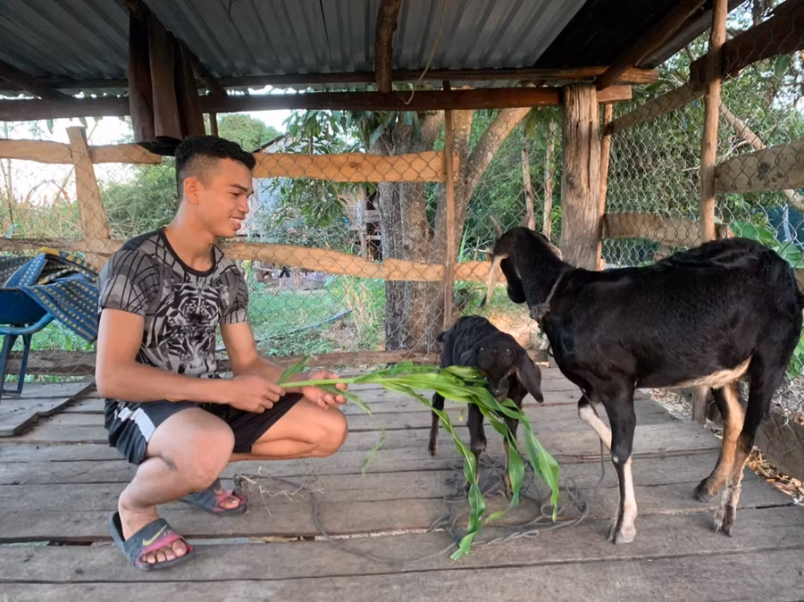 Em Ksor Gồ (lớp 12A2, Trường THPT Phan Chu Trinh) chăm sóc chú dê mua được từ tiền đi làm thuê. Ảnh.Vũ Chi