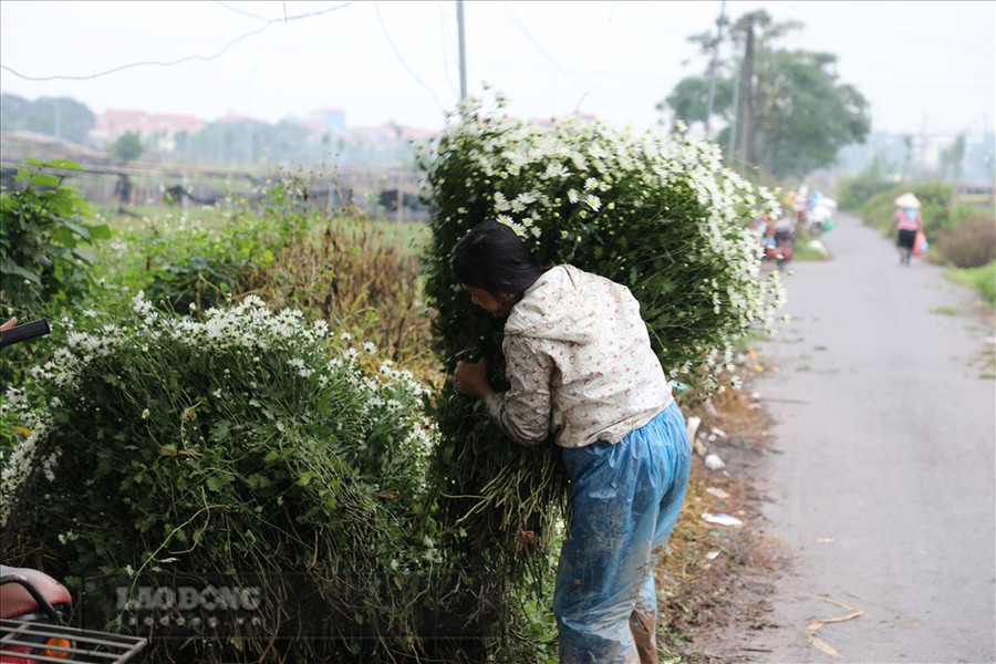 Nhiều chủ vườn cũng tự cắt hoa rồi đem ra chợ đầu mối bán. Ảnh: Phương Duy Nhiều chủ vườn cũng tự cắt hoa rồi đem ra chợ đầu mối bán. Ảnh: Phương Duy