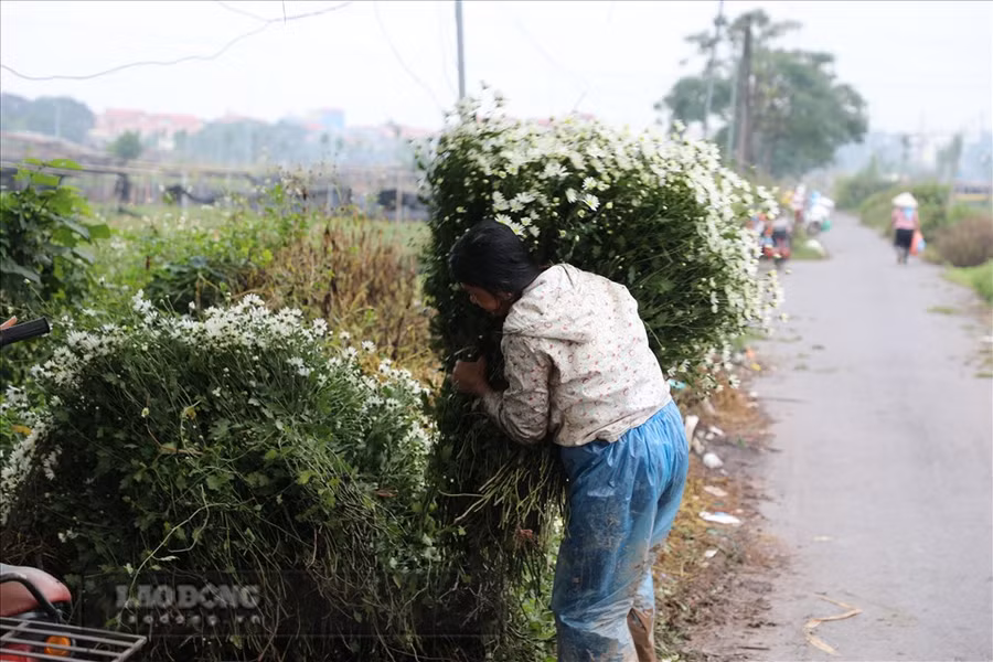 Nhiều chủ vườn cũng tự cắt hoa rồi đem ra chợ đầu mối bán. Ảnh: Phương Duy