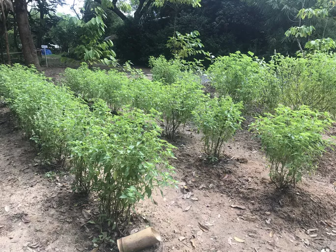 Một vườn lá é ở Tân Nguyên