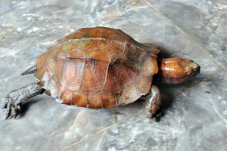 Con rùa màu vàng được xác định là rùa sa nhân đã được anh Lộc bàn giao cho Vườn quốc gia Vũ Quang. Ảnh: Minh Lý  Con rùa màu vàng được xác định là rùa sa nhân đã được anh Lộc bàn giao cho Vườn quốc gia Vũ Quang. Ảnh: Minh Lý