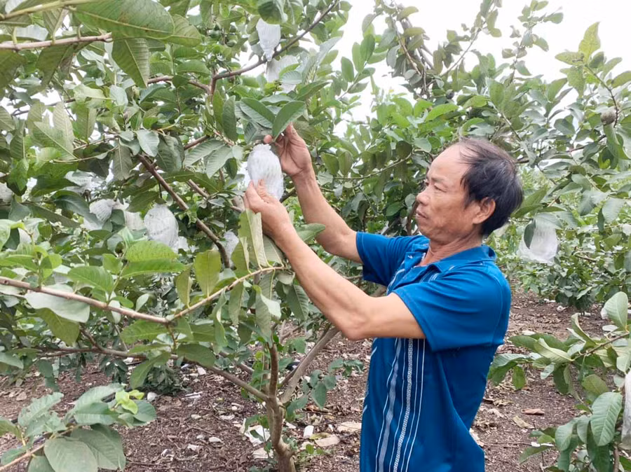 Ông Đoàn Văn Thủy (thôn Đoàn Kết, xã Ayun Hạ) kiểm tra vườn ổi đang kỳ thu hoạch của gia đình. Ảnh: Vũ Chi
