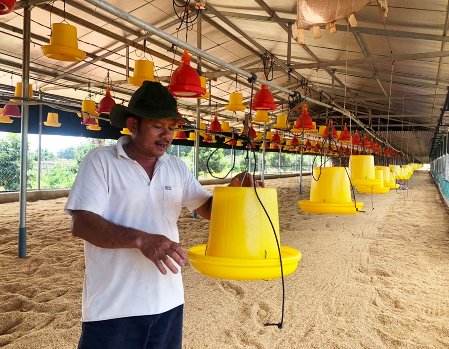 Anh Sáu kiểm tra các máng thức ăn cho gà. Ảnh: Anh Huy