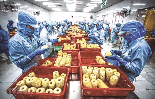  Dù EVFTA mang lại nhiều thuận lợi nhưng rau quả Việt Nam muốn xuất khẩu phải đảm bảo VSATTP. Ảnh: IT