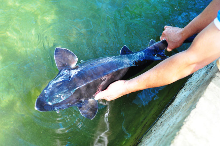 Sau 12 tháng nuôi, cá tầm có thể đạt trọng lượng 1,8-2kg và đây là thời điểm thu hoạch cá tầm để bán cho các nhà hàng, doanh nghiệp.