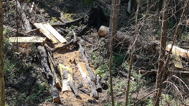 Khu vực này có dấu hiệu cây bị cưa hạ khá lâu ẢNH: LÂM VIÊN