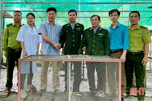 Được biết, từ đầu năm 2020 đến nay, Vườn Quốc gia Vũ Quang đã tiếp nhận gần 50 cá thể động vật hoang dã từ các cá nhân, tổ chức giao nộp, sau đó thả về môi trường tự nhiên để thực hiện công tác bảo tồn. Được biết, từ đầu năm 2020 đến nay, Vườn Quốc gia Vũ Quang đã tiếp nhận gần 50 cá thể động vật hoang dã từ các cá nhân, tổ chức giao nộp, sau đó thả về môi trường tự nhiên để thực hiện công tác bảo tồn.