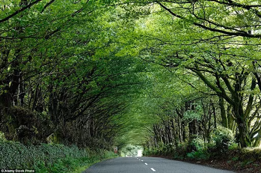 Ảnh minh họa: Internet