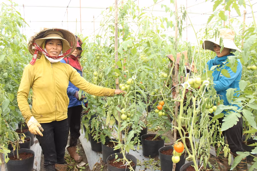 trồng Cà chua công nghệ cao tại HTX Nông nghiệp và Dịch vụ An Phú Thịnh (2)