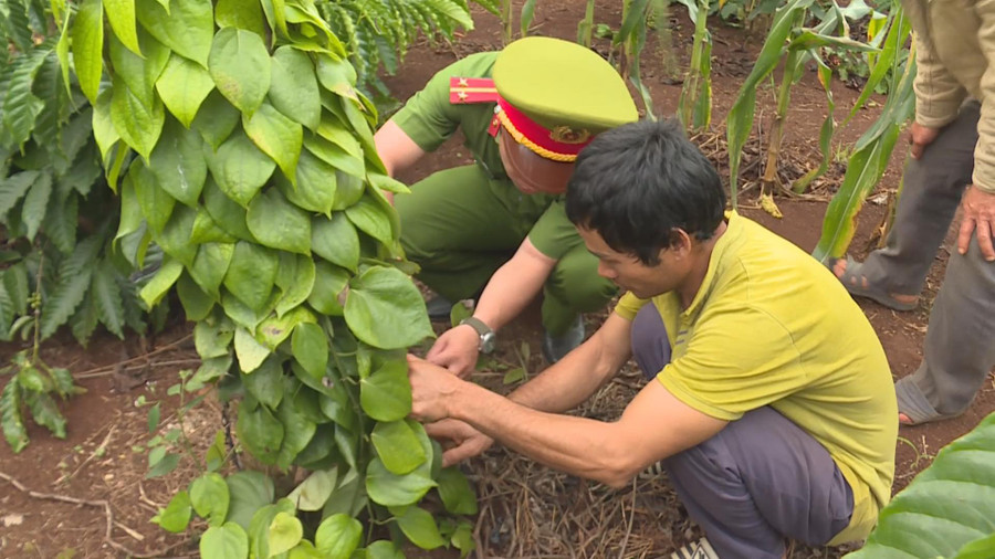 Không chỉ chặt hạ sầu riêng của người khác, Thanh còn trộm cắp cây sầu riêng đưa về nhà mình trồng. Không chỉ chặt hạ sầu riêng của người khác, Thanh còn trộm cắp cây sầu riêng đưa về nhà mình trồng.