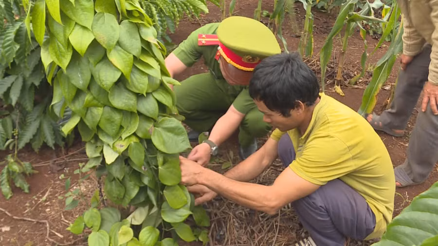 Không chỉ chặt hạ sầu riêng của người khác, Thanh còn trộm cắp cây sầu riêng đưa về nhà mình trồng.