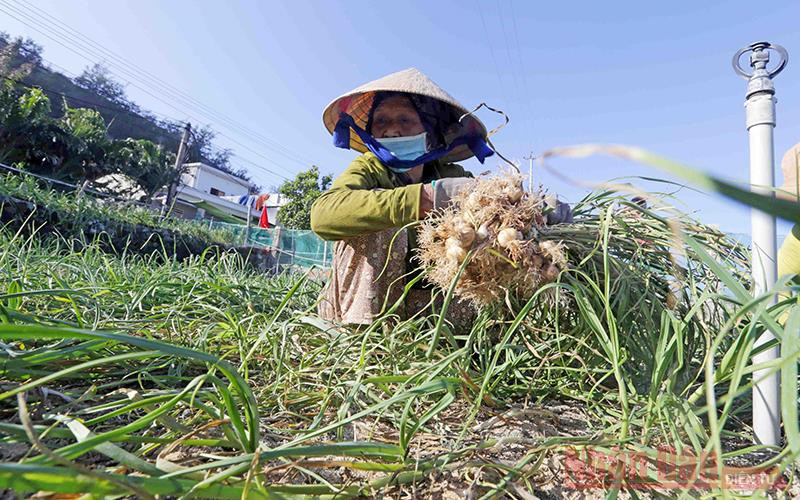 Người dân trên đảo Lý Sơn thu hoạch tỏi. Người dân trên đảo Lý Sơn thu hoạch tỏi.