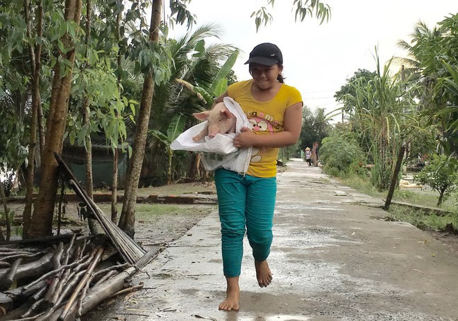 Tôn Thị Diễm Hương (14 tuổi) vì dễ nuôi nên được cả xóm tin tưởng giao việc bắt heo giống giao đến tận nhà ẢNH: LAM NGỌC