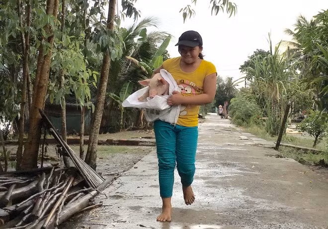 Tôn Thị Diễm Hương (14 tuổi) vì dễ nuôi nên được cả xóm tin tưởng giao việc bắt heo giống giao đến tận nhà ẢNH: LAM NGỌC