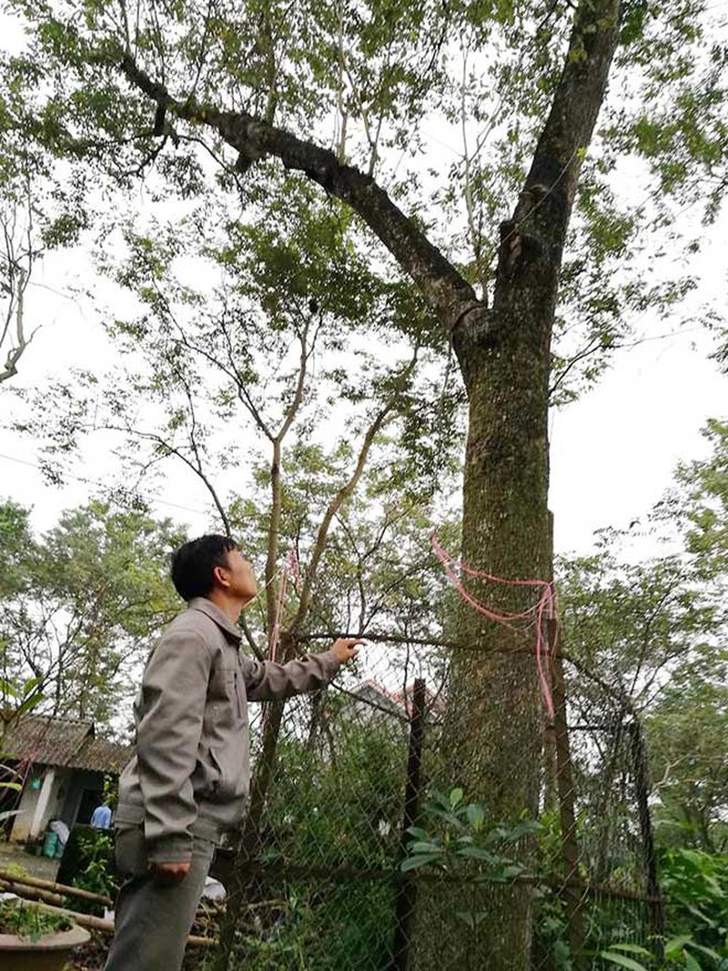 Cây huỳnh đàn. Ảnh: Internet