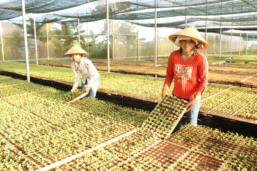 Sản xuất cây giống chất lượng cao tại HTX Nông nghiệp và Dịch vụ An Phú Thịnh (TP. Pleiku). Ảnh: Nguyễn Diệp