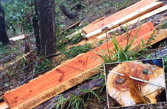 Rừng thông bị cưa hạ, xẻ gỗ tại TK 214 huyện Đam Rông, Lâm Đồng ẢNH: GIA BÌNH