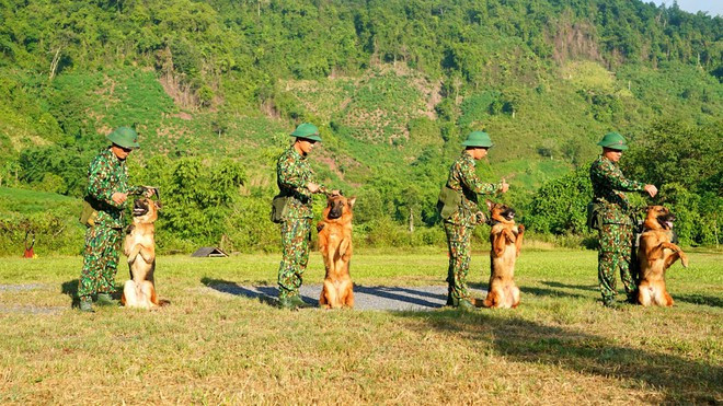 HLV cụm chiến đấu 4, Trường trung cấp 24 biên phòng huấn luyện chó nghiệp vụ trên thao trường biên giới Quảng Trị ẢNH: ĐỘC LẬP