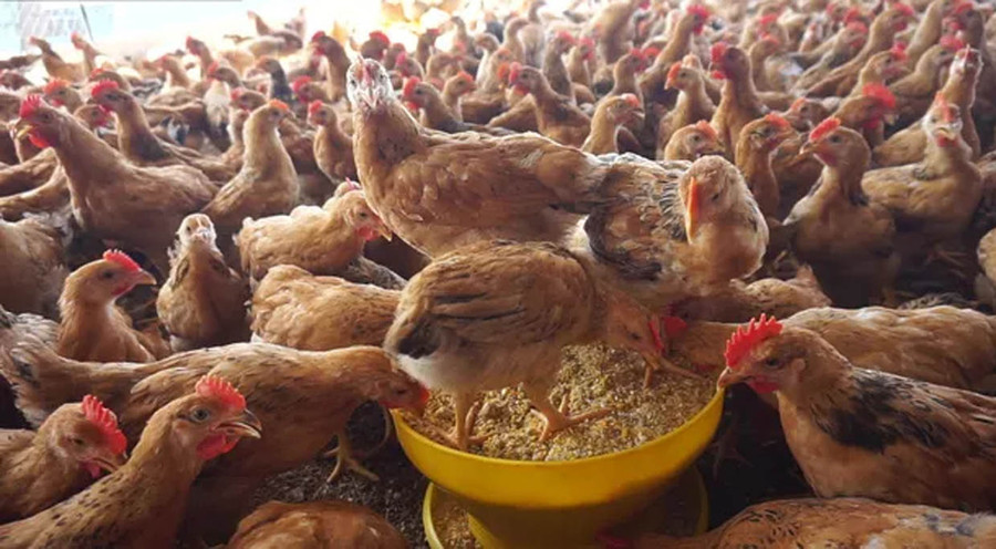 Gà ri thả vườn sau 3 tháng nuôi sẽ được xuất chuồng, có giá 80.000 đồng/kg, vào dịp Tết sẽ bán chạy hơn với giá từ 100.000-110.000 đồng/kg