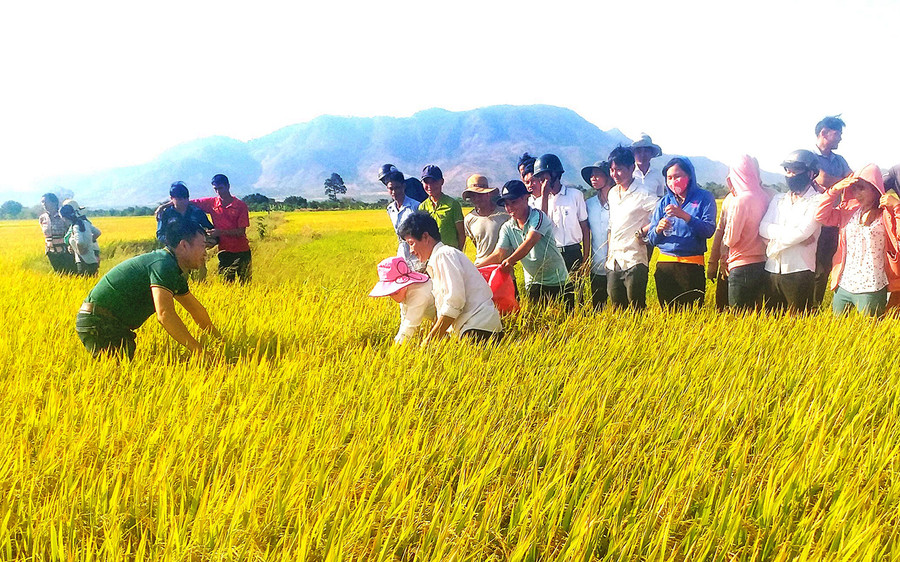 Thành viên HTX Hợp Tiến và người dân tham quan mô hình trồng lúa cho năng suất cao. Ảnh: Hồng Thương