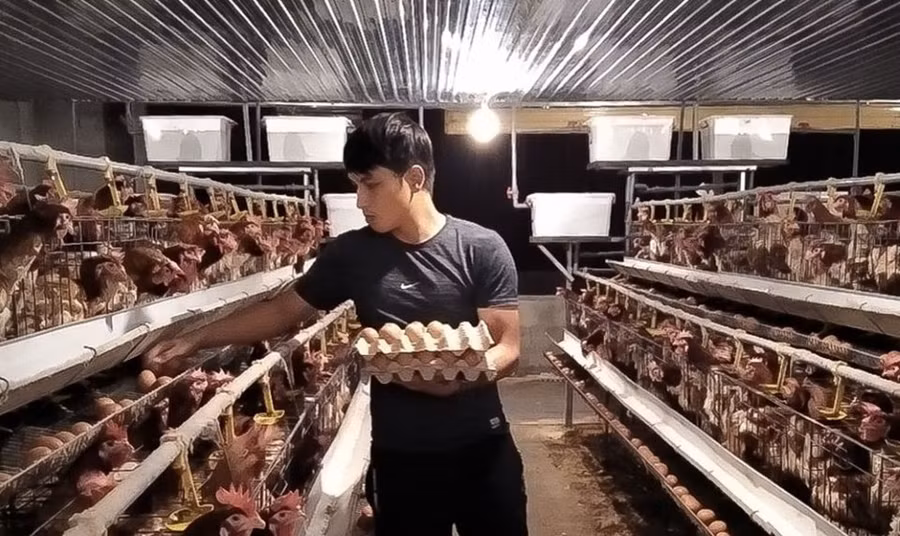 Anh Trần Văn Nhật, ở Buôn K62, xã Đắk Drô (huyện Krông Nô, tỉnh Đắk Nông) có nguồn thu nhập ổn định từ nuôi gà đẻ.