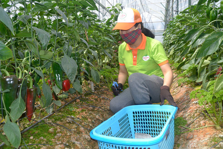 Ớt Đà Lạt các loại tăng giá kỷ lục