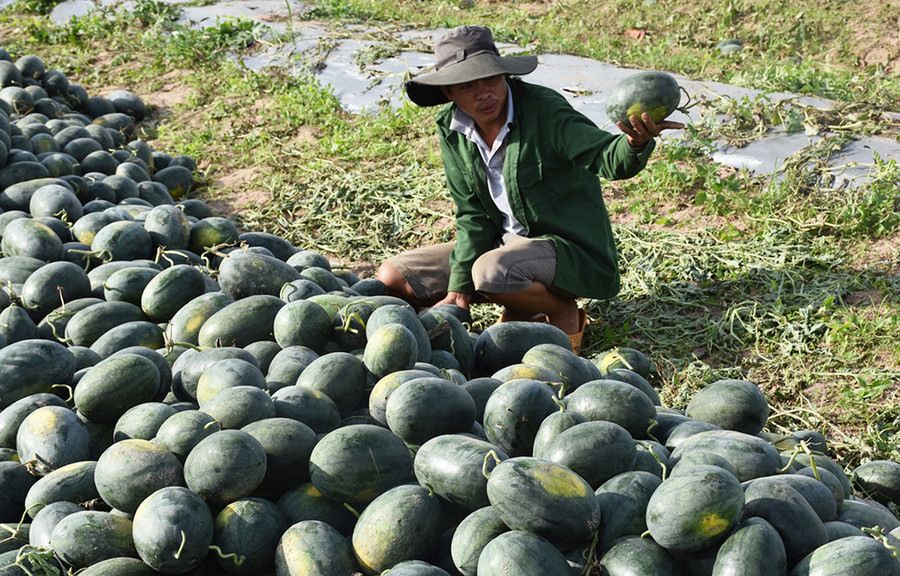  Ông Nguyễn Hữu Phú (xã Bình Thành, huyện Tây Sơn, tỉnh Bình Định) ngồi bên ruộng dưa than thở. Ảnh: Hà Phương