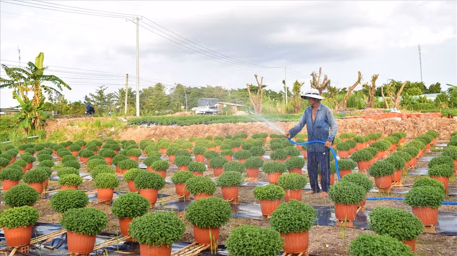 Quy mô trồng hoa làng hoa kiểng Phó Thọ - Bà Bộ năm nay đã giảm đáng kể. Trong ảnh người nông dân tưới nước cho những chậu hoa cúc mâm xôi để bán hoa Tết Tân Sửu 2021. Ảnh: Thanh Nhân