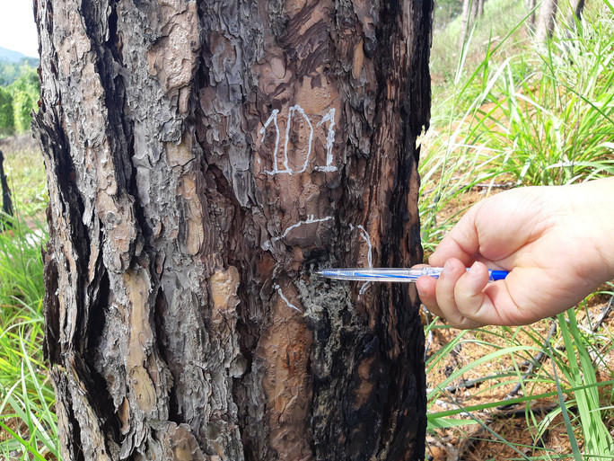 Rừng thông bị khoan cây, bơm thuốc độc vào cho chết từ từ Rừng thông bị khoan cây, bơm thuốc độc vào cho chết từ từ