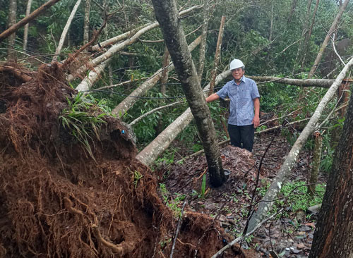  Những rừng keo non 2 năm tuổi ở Quảng Ngãi ngã đổ sau bão số 9