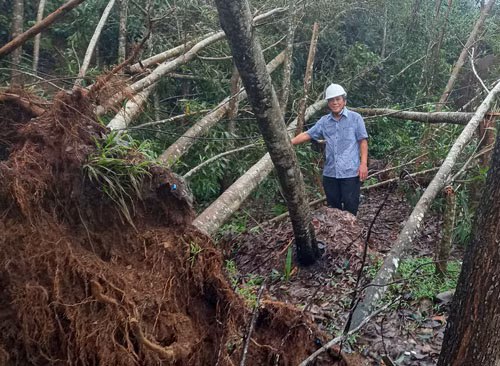  Những rừng keo non 2 năm tuổi ở Quảng Ngãi ngã đổ sau bão số 9