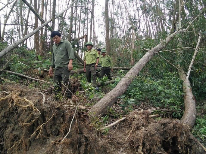 Một rừng keo tan hoang sau bão