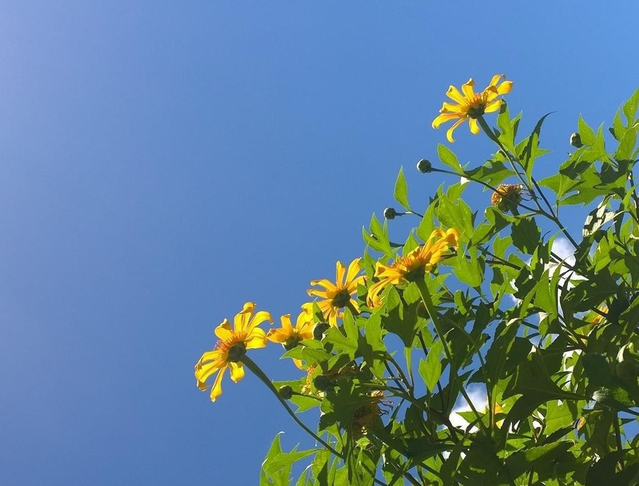 Hoa dã quỳ. Ảnh: Thái Bình