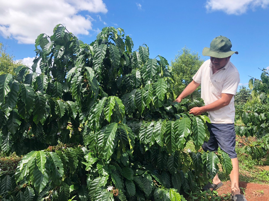 Nhiều người dân huyện Đak Đoa tái canh cà phê để nâng cao năng suất, chất lượng. Ảnh: Phương Dung Nhiều người dân huyện Đak Đoa tái canh cà phê để nâng cao năng suất, chất lượng. Ảnh: Phương Dung