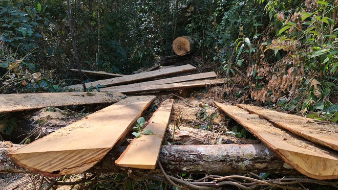 Ngổn ngang hiện trường cưa xẻ gỗ tại TK 249, nhưng chưa tìm ra thủ phạm ẢNH: LÂM VIÊN