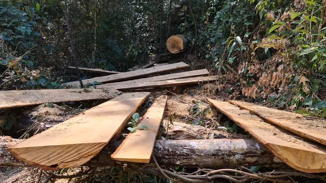 Ngổn ngang hiện trường cưa xẻ gỗ tại TK 249, nhưng chưa tìm ra thủ phạm ẢNH: LÂM VIÊN