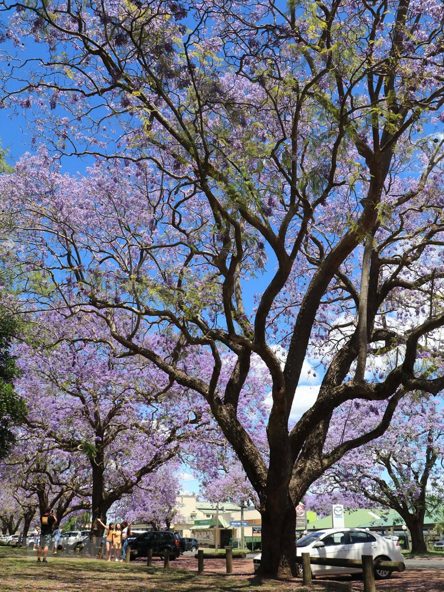 Hoa phượng tím ở Grafton, Australia. Ảnh: Nguyễn Minh/TTXVN